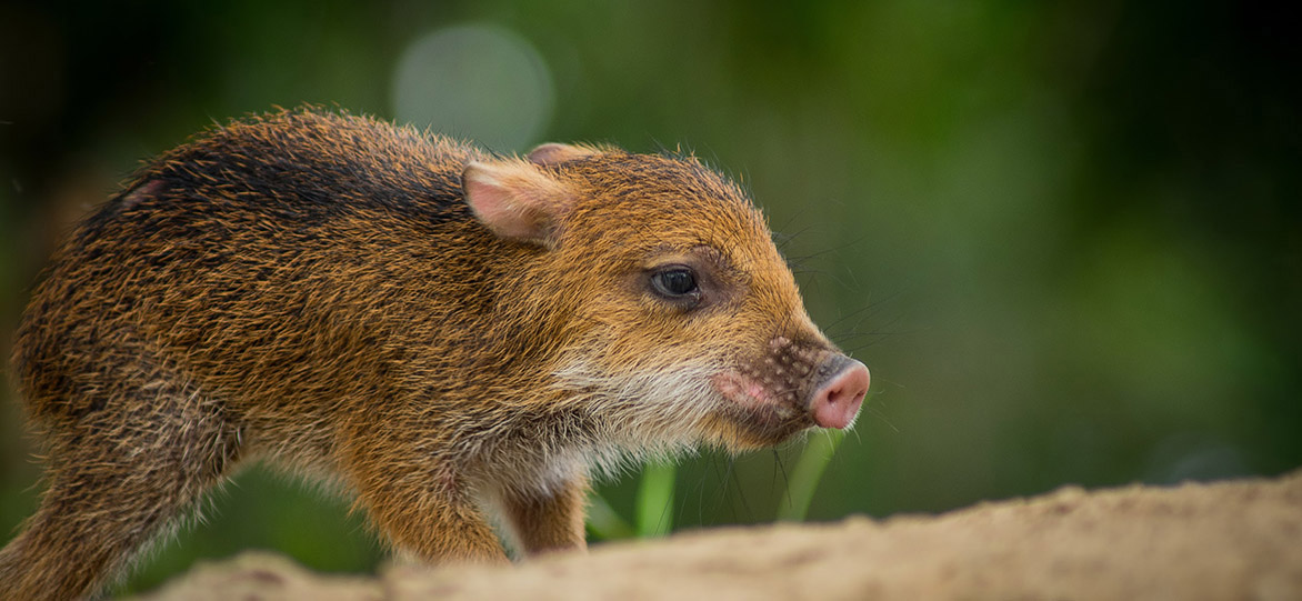 Rainforest Biodiversity in Ecuador | UA Global