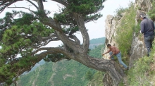 From left: Lei Wang and Jungang Dong of the Chinese Academy of Sciences in Xi’an, China, take a sample from an ancient southern Chinese pine tree on Mt. Helan in the western Loess Plateau of China. (Photo: ©2017 Yu Liu, The Institute of Earth Environment, Chinese Academy of Sciences)